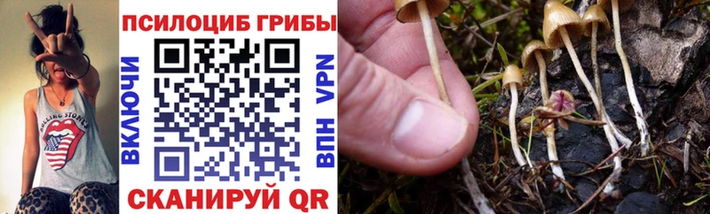 Галлюциногенные грибы Psilocybine cubensis  Будённовск 